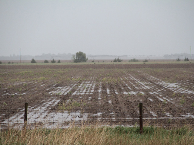 Though climate models predicted Corn Belt regions would become hotter and drier, in the early 21th century, the climate became "more favorable for corn production in the middle latitudes, and it has become wetter," Marty Hoerling, a climate scientist with the physical sciences division at NOAA, said. (DTN file photo by Elaine Shein)